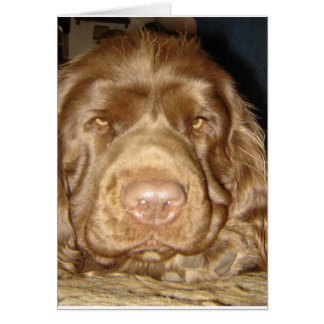 SUSSEX SPANIEL-KAARTKAART MET SWEET