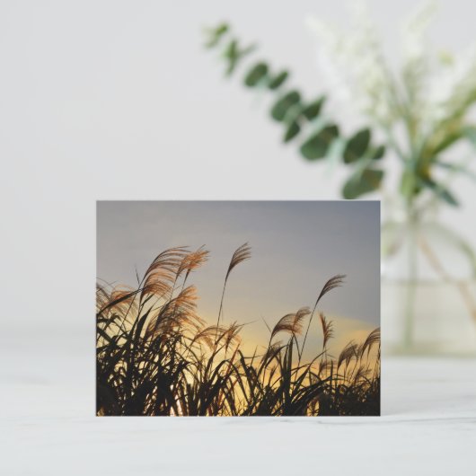 Susuki (Japans pamapras) Briefkaart (Staand voorkant)