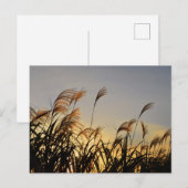 Susuki (Japans pamapras) Briefkaart (Voorkant / Achterkant)