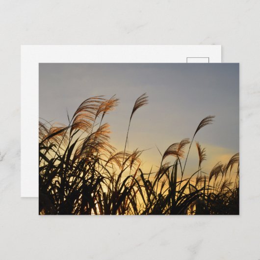 Susuki (Japans pamapras) Briefkaart (Voorkant / Achterkant)