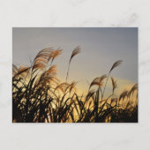 Susuki (Japans pamapras) Briefkaart (Voorkant)