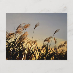 Susuki (Japanse pampagras) Briefkaart
