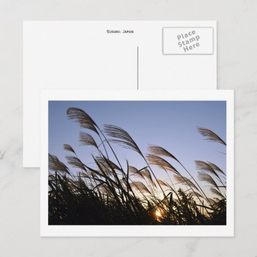 Susuki (Silver Grass): Japan Briefkaart (Voorkant / Achterkant)