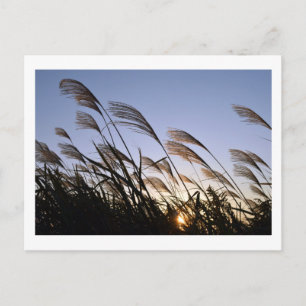 Susuki (Silver Grass): Japan Briefkaart