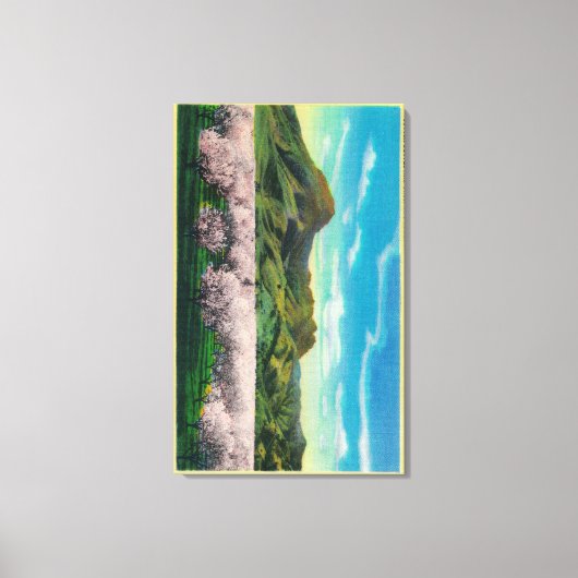Sutter Buttes and Orchards in Bloom Canvas Afdruk (Voorkant)