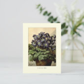 Suttons' blauwe primula briefkaart (Staand voorkant)