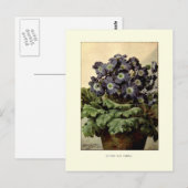 Suttons' blauwe primula briefkaart (Voorkant / Achterkant)