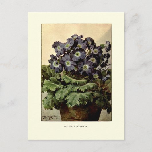 Suttons' blauwe primula briefkaart (Voorkant)