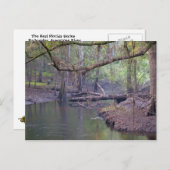 Suwannee River Backwater Briefkaart (Voorkant / Achterkant)