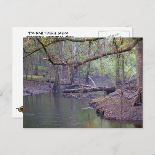 Suwannee River Backwater Briefkaart (Voorkant / Achterkant)