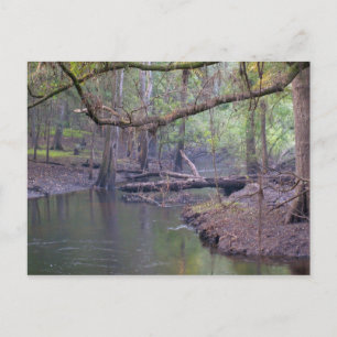 Suwannee River Backwater Briefkaart