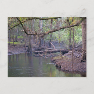 Suwannee River Backwater Briefkaart