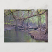 Suwannee River Backwater Briefkaart (Voorkant)