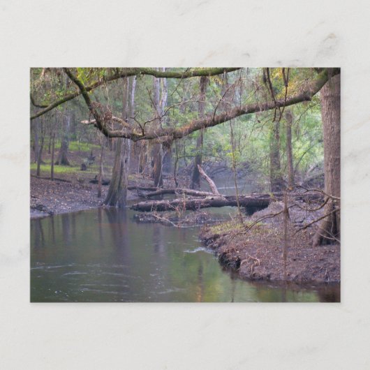 Suwannee River Backwater Briefkaart (Voorkant)