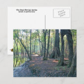 Suwannee River slough Briefkaart (Voorkant / Achterkant)