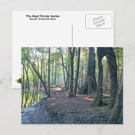 Suwannee River slough Briefkaart (Voorkant / Achterkant)
