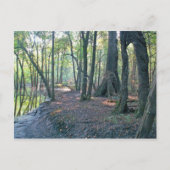 Suwannee River slough Briefkaart (Voorkant)
