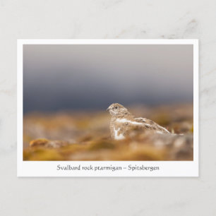 Svalbard Ptarmigan Wildlife Foto Briefkaart