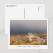 Svalbard Ptarmigan Wildlife Foto Briefkaart (Voorkant / Achterkant)