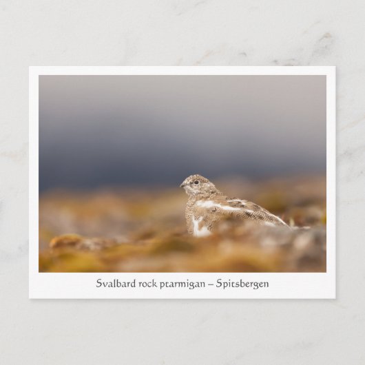 Svalbard Ptarmigan Wildlife Foto Briefkaart (Voorkant)