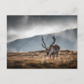 Svalbard Reindeer Natuur Foto Briefkaart (Voorkant)