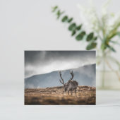 Svalbard Reindeer Natuur Foto Briefkaart (Staand voorkant)