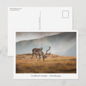Svalbard Reindeer Natuur Foto Briefkaart (Voorkant / Achterkant)