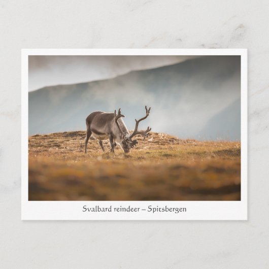 Svalbard Reindeer Natuur Foto Briefkaart (Voorkant)