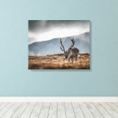 Svalbard Reindeer Natuur Foto Canvas Afdruk (Insitu (Houten vloer))