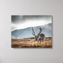 Svalbard Reindeer Natuur Foto