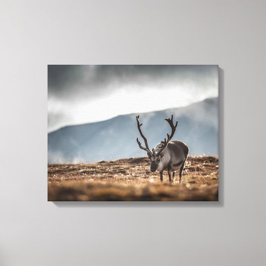Svalbard Reindeer Natuur Foto Canvas Afdruk (Voorkant)