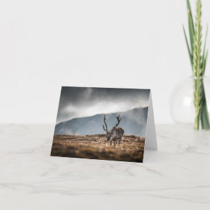 Svalbard Reindeer Natuur Foto Kaart