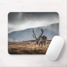 Svalbard Reindeer Natuur Foto