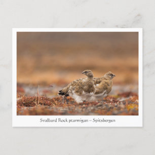 Svalbard Rock Ptarmigan Natuur Foto Briefkaart