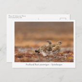 Svalbard Rock Ptarmigan Natuur Foto Briefkaart (Voorkant / Achterkant)