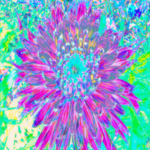Purple and Robin's Egg Blue Decorative Dahlia