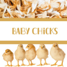 Baby Chicks