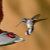 Hummingbirds By Greg