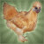 Pullet_Surprise