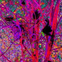 Trippy Abstract Rainbow Oriental Lily Flowers