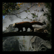 Nature, Animals, Environment