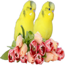 Wellensittich Kleidung/Hochzeiten Designs