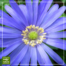 WWN Flowers (Anemones)