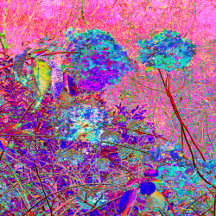 Abstract Purple and Blue Hydrangea with Magenta