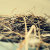 BirdsNestDesigns