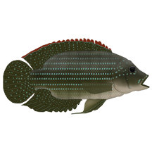 Cichlid fish Posters