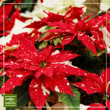 WWN/EO Christmas Poinsettias