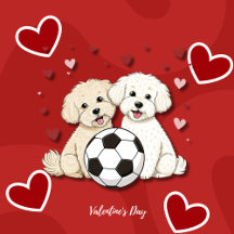 Bichón Maltés with soccer ball for Valentine's Day