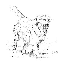 Golden Retriever Art Collection