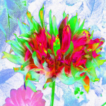 Stunning Lime Green and Red Cactus Dahlia